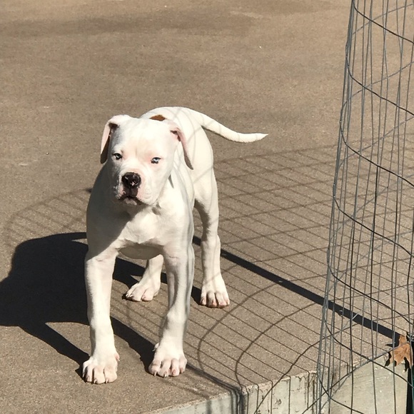 Meet your Posher, Sholanda - Picture 1 of 1